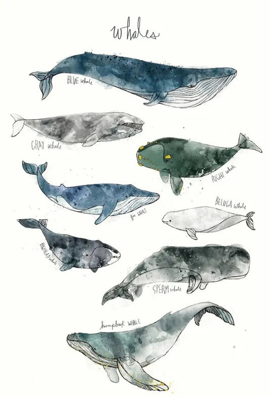 Whale Framed Wall Poster image 0